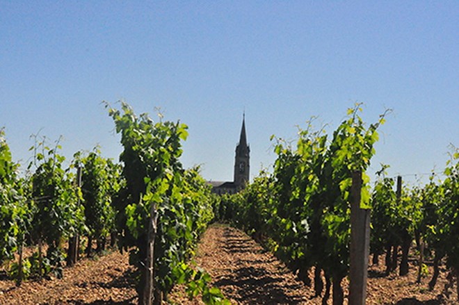 Một cánh đồng nho ở vùng rượu Pomerol, Bordeaux, Pháp. Ảnh: Anh Ngọc.