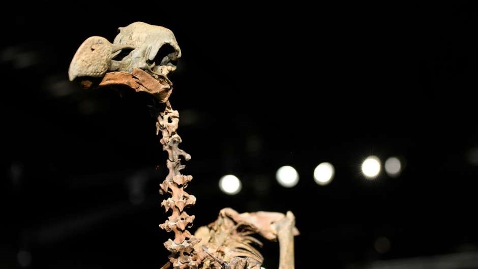 Bộ xương gần như hoàn chỉnh của loài chim đã tuyệt chủng Dodo (tên khoa học Raphus cucullatus) vừa được rao bán với giá 346.000 bảng cách đây hơn một tháng. Ảnh: Goal.