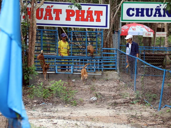 Đua chó xoáy ở Phú Quốc. Ảnh: Lê Huy Hải.