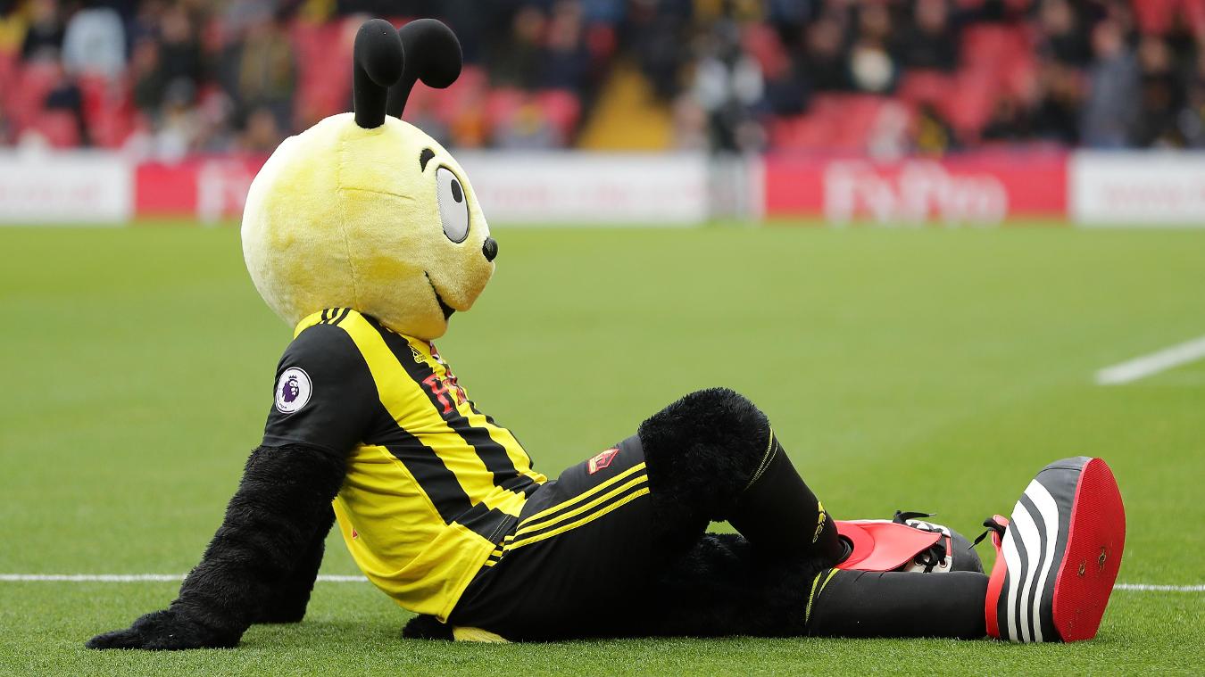 Chú ong 'mascot' của Watford thong thả trước khi trận đấu bắt đầu. Dường như chú đã dự cảm trước đội nhà sẽ có chiến thắng đậm đà 3-0 trước Huddersfield.