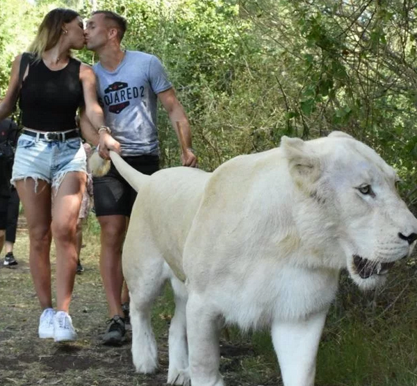 Mới đây, Deulofeu đã gây sốc với bức hình anh hôn bạn gái Vilches trong khi cả 2 đang nắm đuôi một chú sư tử trắng. Đây quả thật là một hành động mạo hiểm của Deulofeu. Ngoài ra, không ít người đã lên án Deulofeu bởi hành động của anh và bạn gái với chú sư tử. Một tài khoản nhận xét: "Rõ ràng con sư tử đã bị cưỡng chế. Nếu không uống thuốc, nó đã tấn công cả hai."