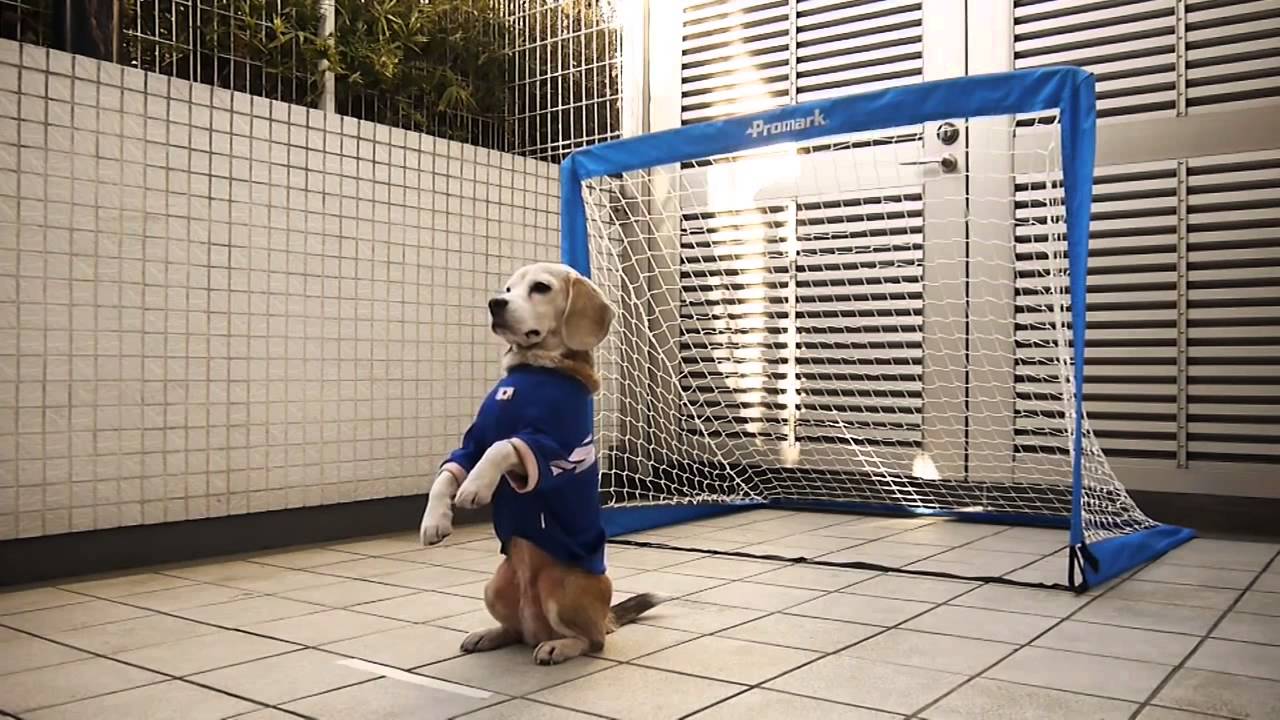 Đội hình chó cưng nổi tiếng nhất thế giới bóng đá - Bóng Đá