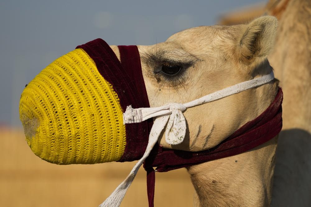 Lạc đà Qatar 'còng lưng' vì World Cup - Bóng Đá