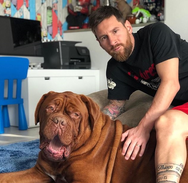 Giật mình với chú chó khổng lồ Hulk của Lionel Messi | Bóng Đá