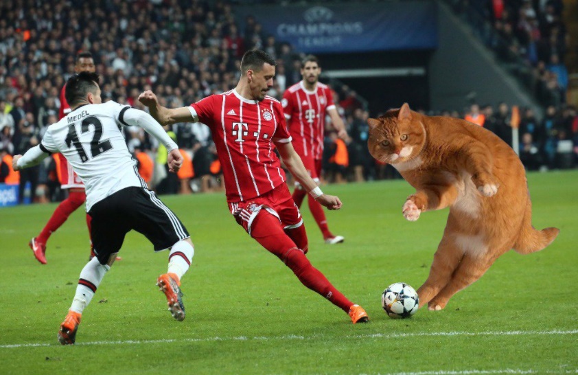 Chú mèo xuất hiện ở trận đấu của Bayern Munich - Bóng Đá
