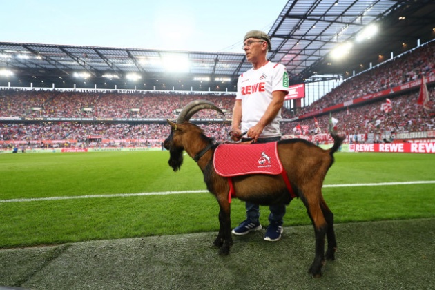 Cologne’s famous goat mascot BANNED from stadium for first time in 12 years due to new Bundesliga hygiene rules - Bóng Đá