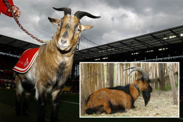 Cologne’s famous goat mascot BANNED from stadium for first time in 12 years due to new Bundesliga hygiene rules - Bóng Đá