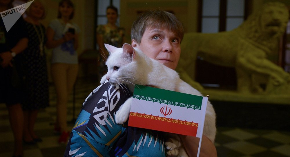 Mèo Achilles dự đoán trận Iran - Morocco - Bóng Đá