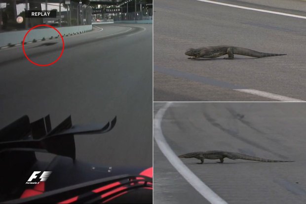 Quái thú dọa Verstappen, Rosberg giành pole chặng Singapore
