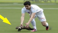 Ảnh bài viết Khi động vật 'tấn công' sân bóng