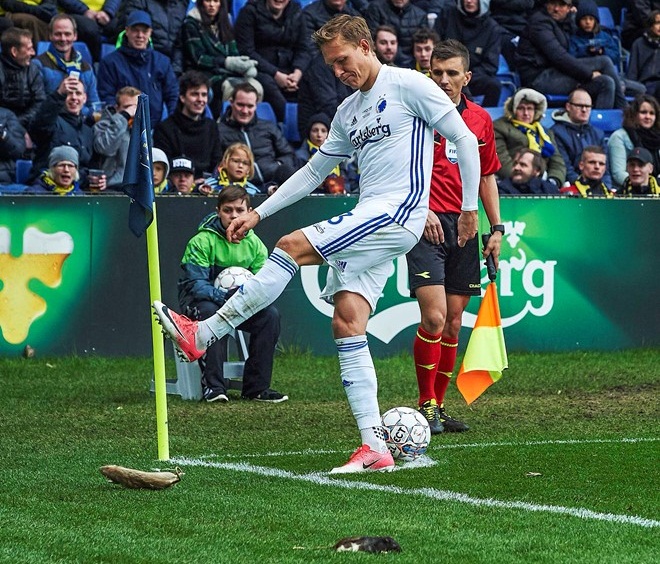 Cầu thủ bị tấn công bằng chuột chết ở trận derby