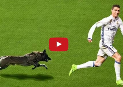 Ảnh bài viết Những khoảnh khắc hài hước khi động vật chạy vào sân bóng