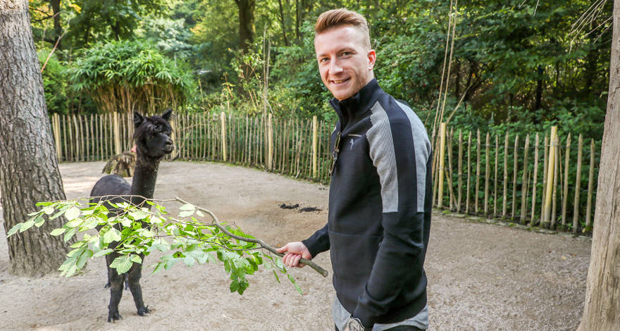 Chấn thương, hai 'anh đại' Dortmund rủ nhau vào sở thú