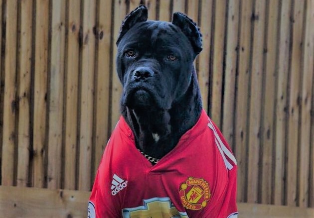 Ảnh bài viết Điểm danh những chú chó to 'khủng bố' của sao sân cỏ