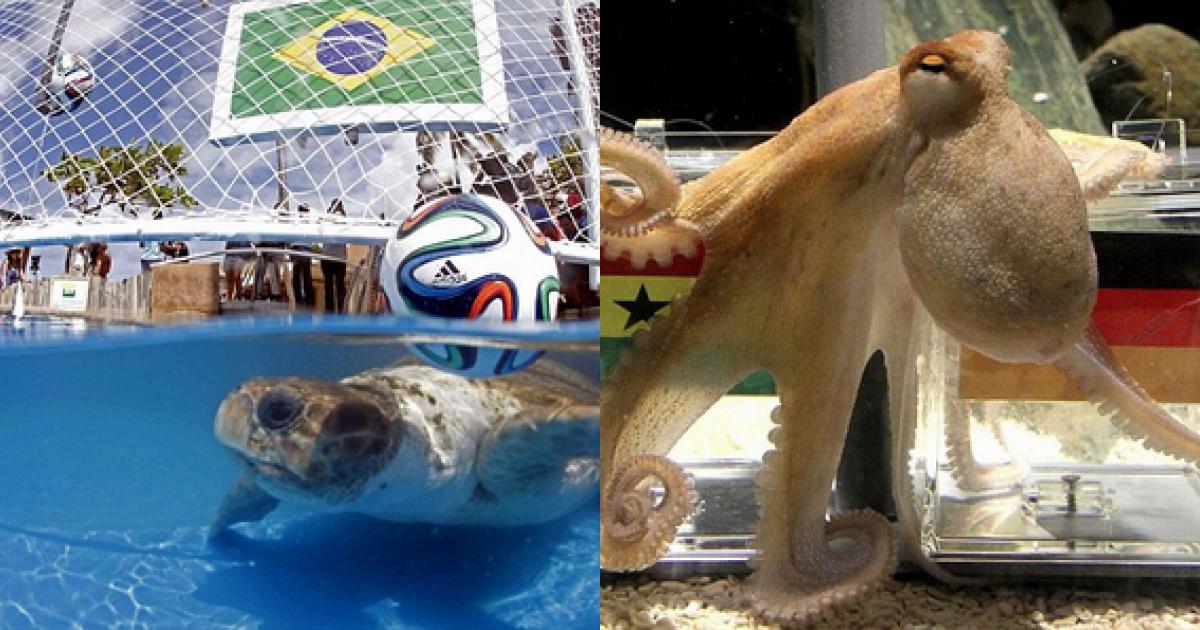 Ảnh bài viết Top 5 động vật xứng tầm 'thánh phán' World Cup lừng danh thế giới