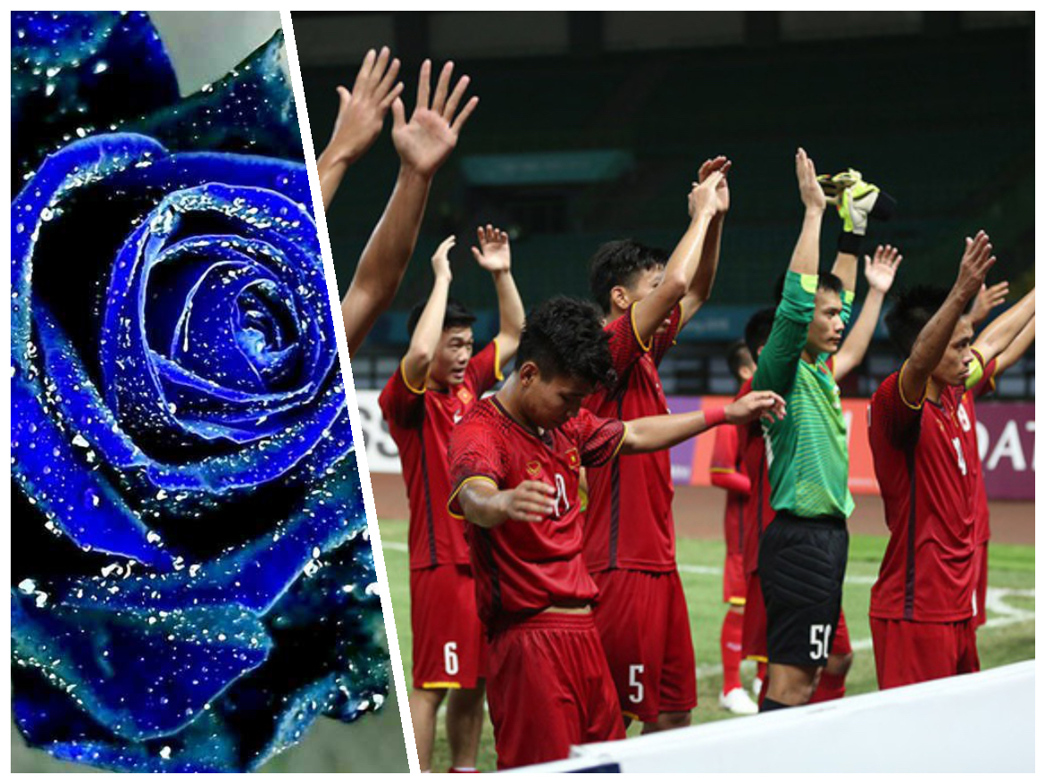 Ảnh bài viết U23 Việt Nam và chuyện tình hoa hồng xanh bất tử