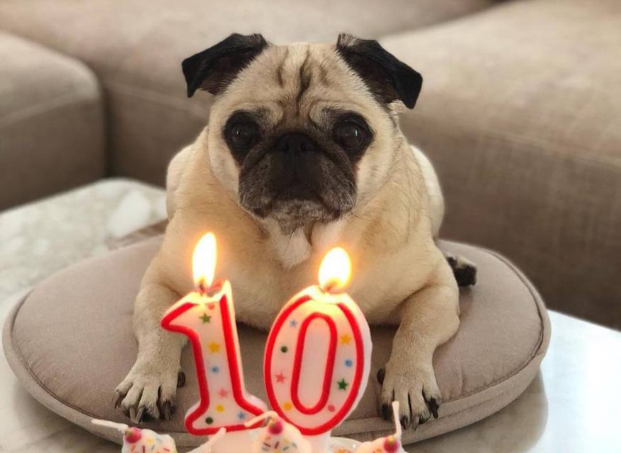 Ảnh bài viết Muốn lấy lòng fan nhanh, Ronaldo cần học đồng đội cách nịnh... thú cưng