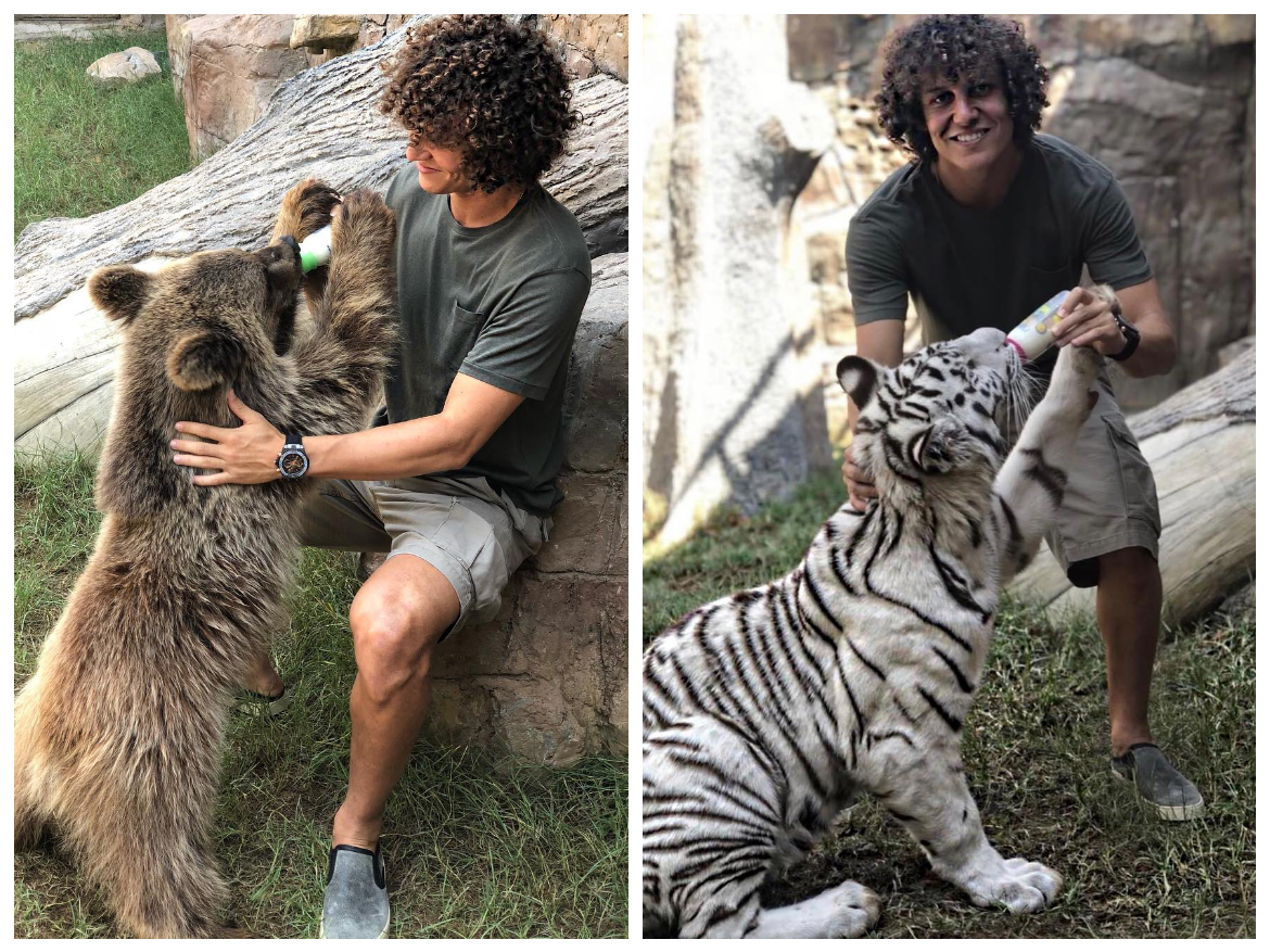 Ảnh bài viết Không lên tuyển, sao Chelsea đi chơi cùng... hổ báo