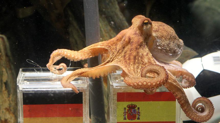 Ảnh bài viết SỐC: Xuất hiện 'thánh tiên tri' dự đoán diễn biến trận PSG - M.U đúng 100%