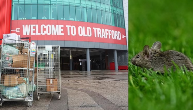 SỐC! Chuột tấn công Man Utd, Old Trafford bị xếp hạng 2/5 sao