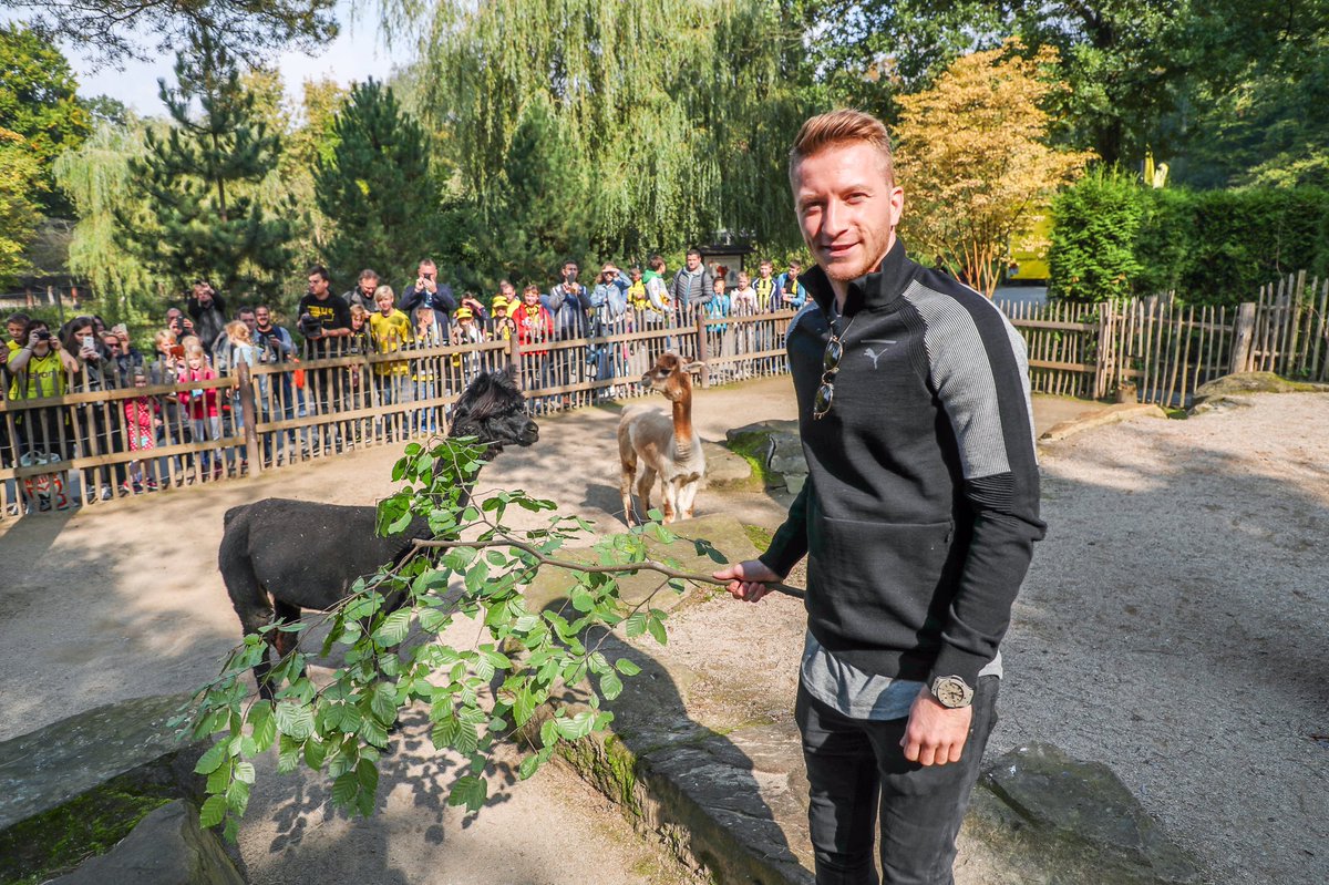 Chấn thương, hai 'anh đại' Dortmund rủ nhau vào sở thú - Bóng Đá