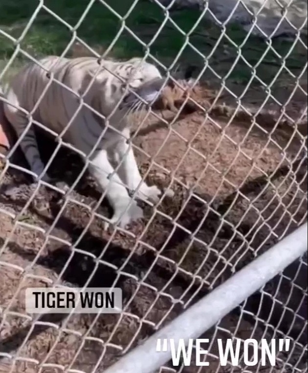 Chelsea's Ben Chilwell criticised by animal welfare chiefs after tug of war with tiger - Bóng Đá