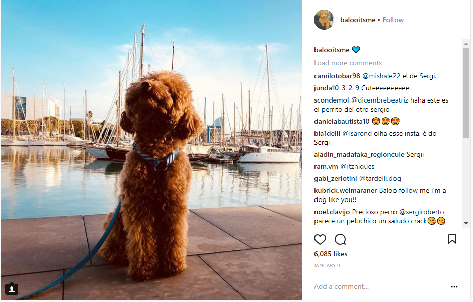 Sao Barcelona biến chó cưng thành hiện tượng của cộng đồng mạng - Bóng Đá