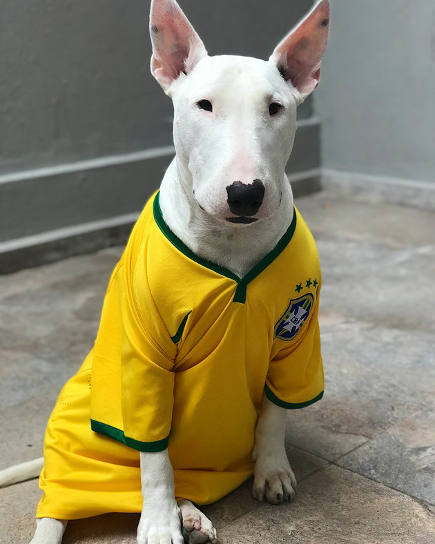 Đáng yêu hết cỡ với World Cup 2018 phiên bản cún cưng - Bóng Đá
