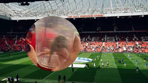 CĐV Sunderland tóm gọn một chú chuột ngay trên khán đài Old Trafford.