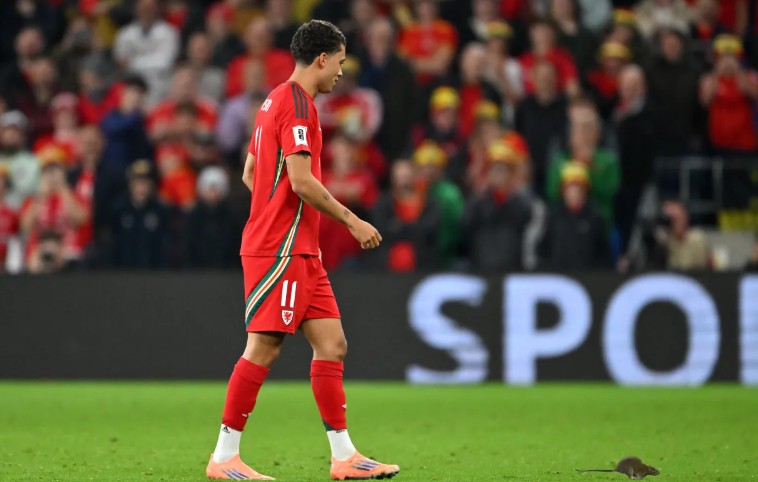 Tiền đạo Brennan Johnson ngỡ ngàng khi chứng kiến một chú chuột xuất hiện trên sân.