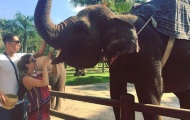 Sao MU cầu hôn bạn gái trước cả đàn voi ở Indonesia
